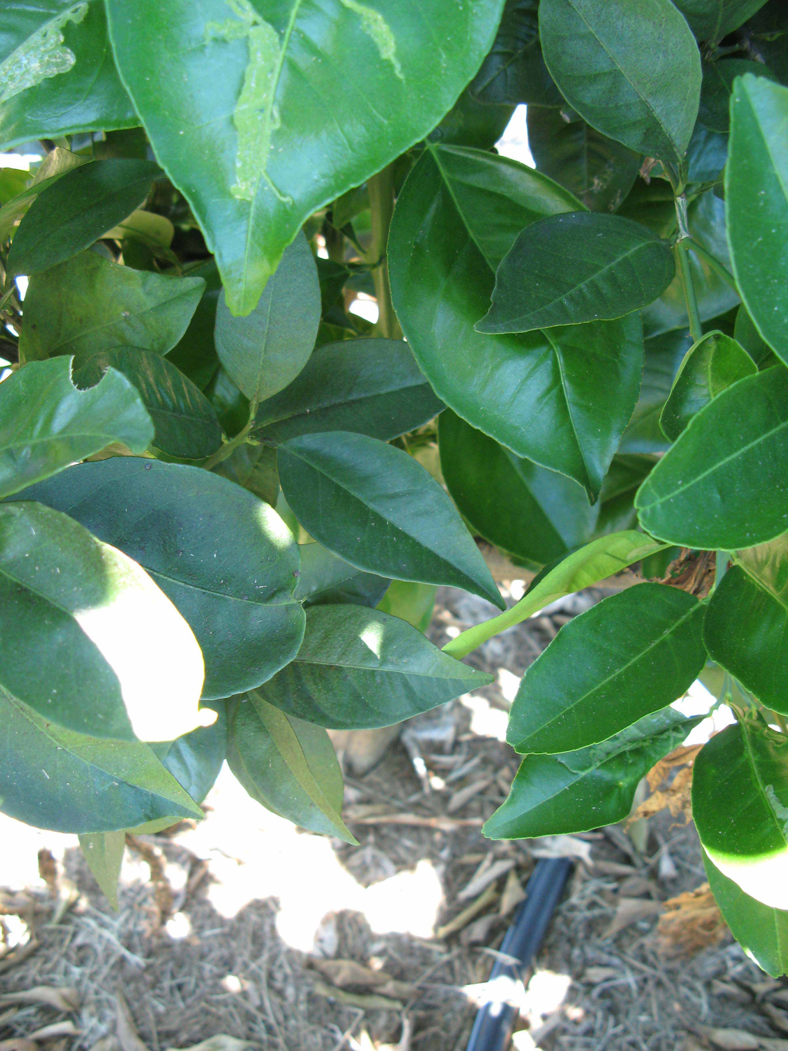              Shade leaves (Winter Haven, FL)       